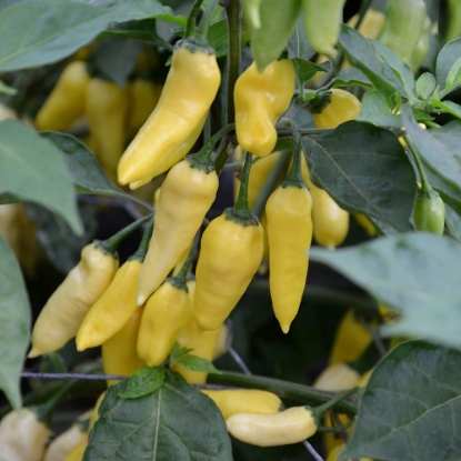 Picture of Capsicum Pepper Chinese Wraith